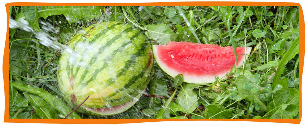 Zitrusfruchte Exoten Wassermelonen Zitrusfruchte Exoten Amperhof