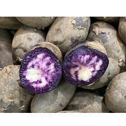 Produktfoto zu Blaue Kartoffel "Purple Rain" 1kg