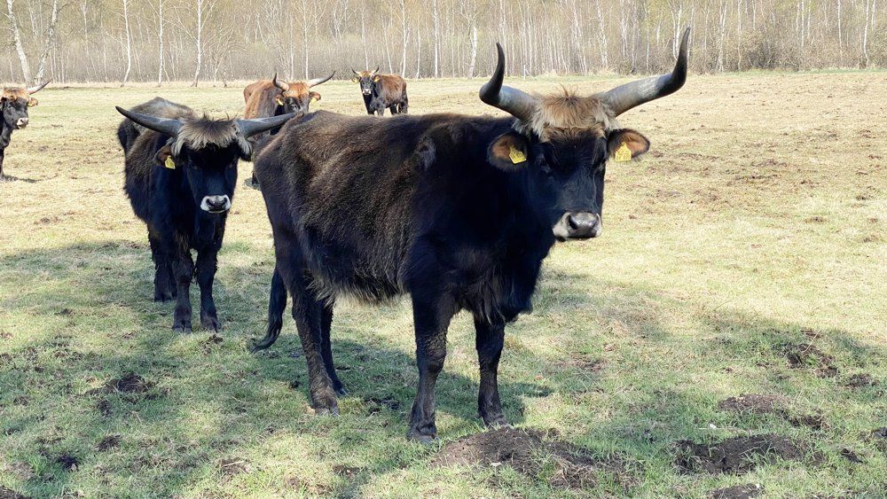 Heckrinder am Fußbergmoos