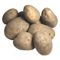 Produktfoto zu Kartoffeln XXL Sorte Belana 2kg