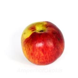 Produktfoto zu Apfel Winterrambur