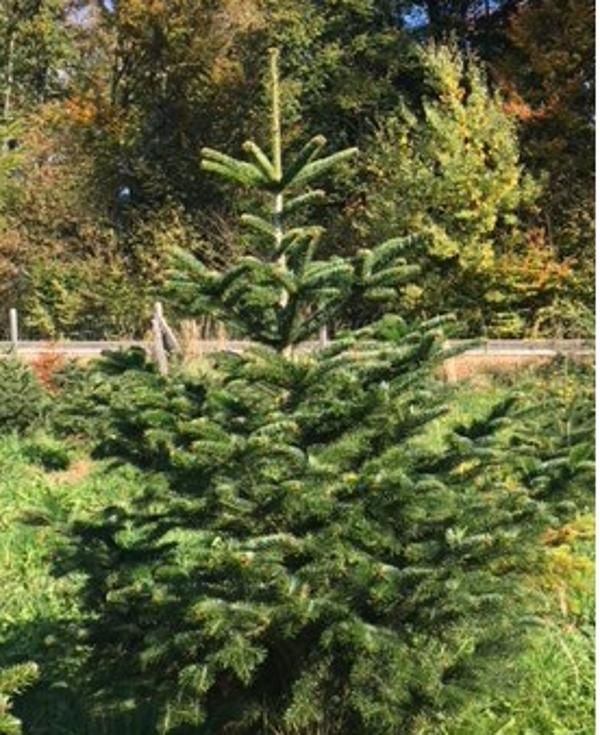 Produktfoto zu Weihnachtsbaum mittel