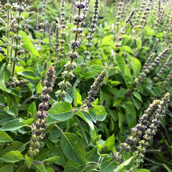 Tulsi am Feld